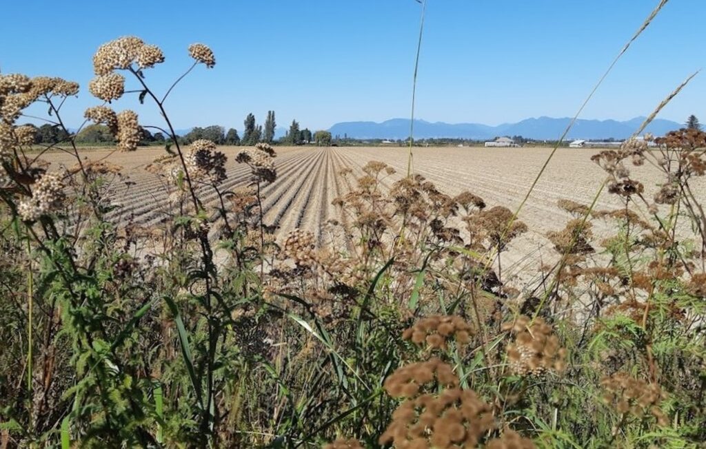 field with wildflowers and mountains bc