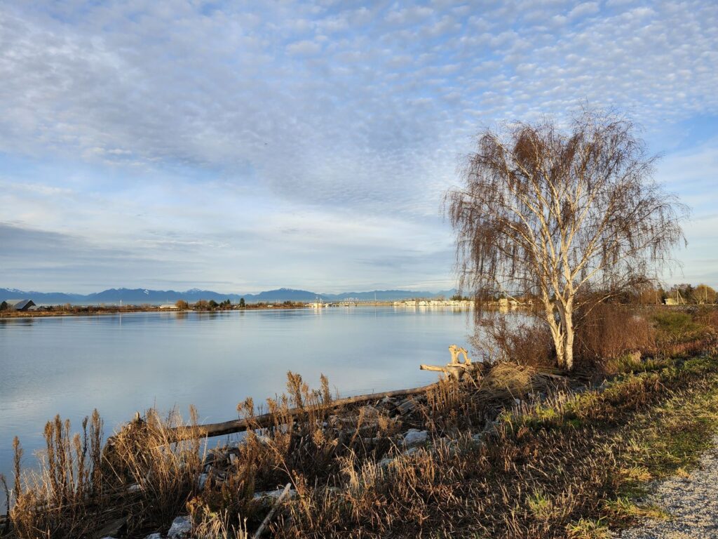 frosty morning tree reflection delta landscape scenery