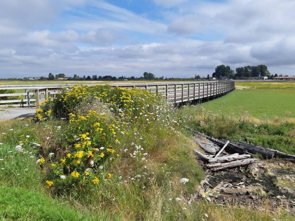wildflowers and fence in field bc.